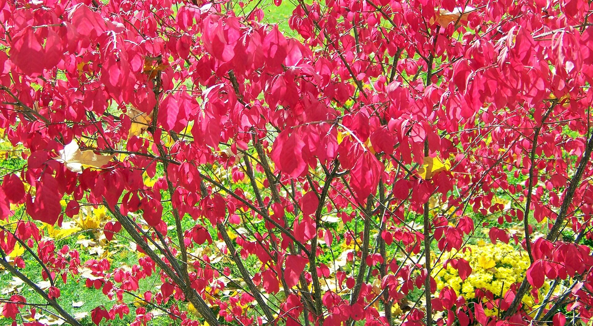 Burning Bush